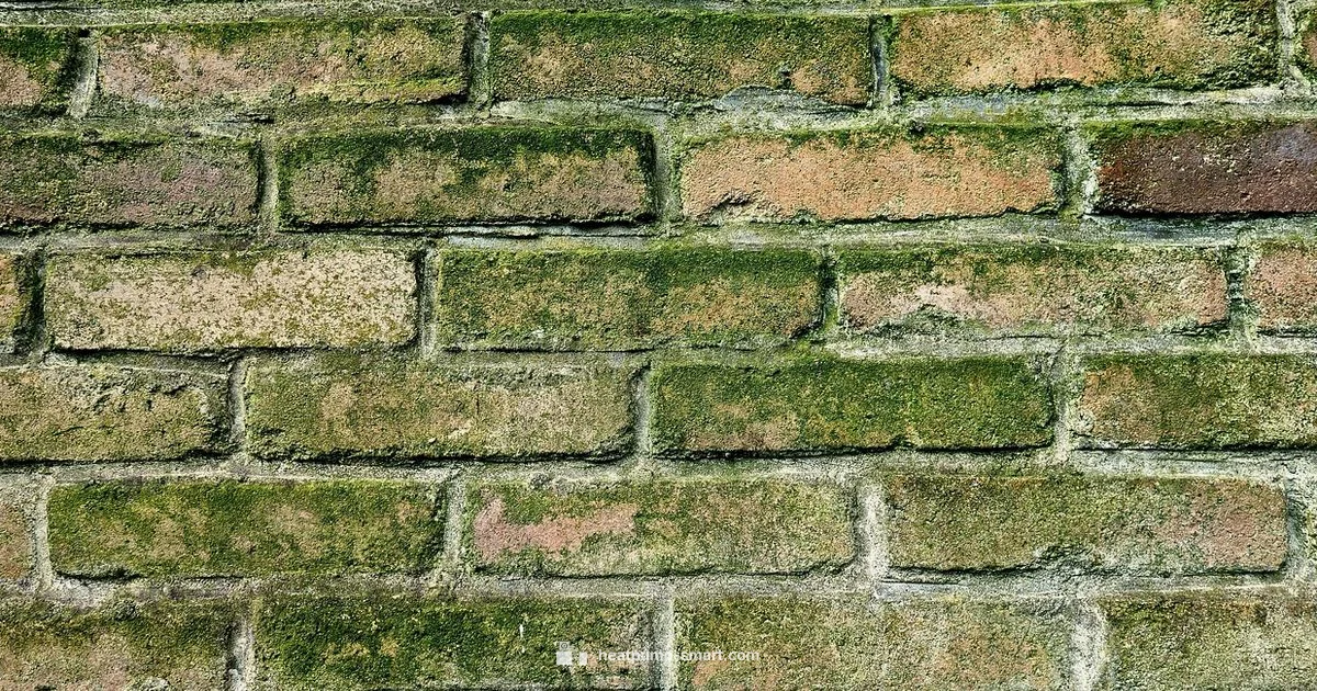 Mold Risk in Heat Pumps - Heatpump Smart