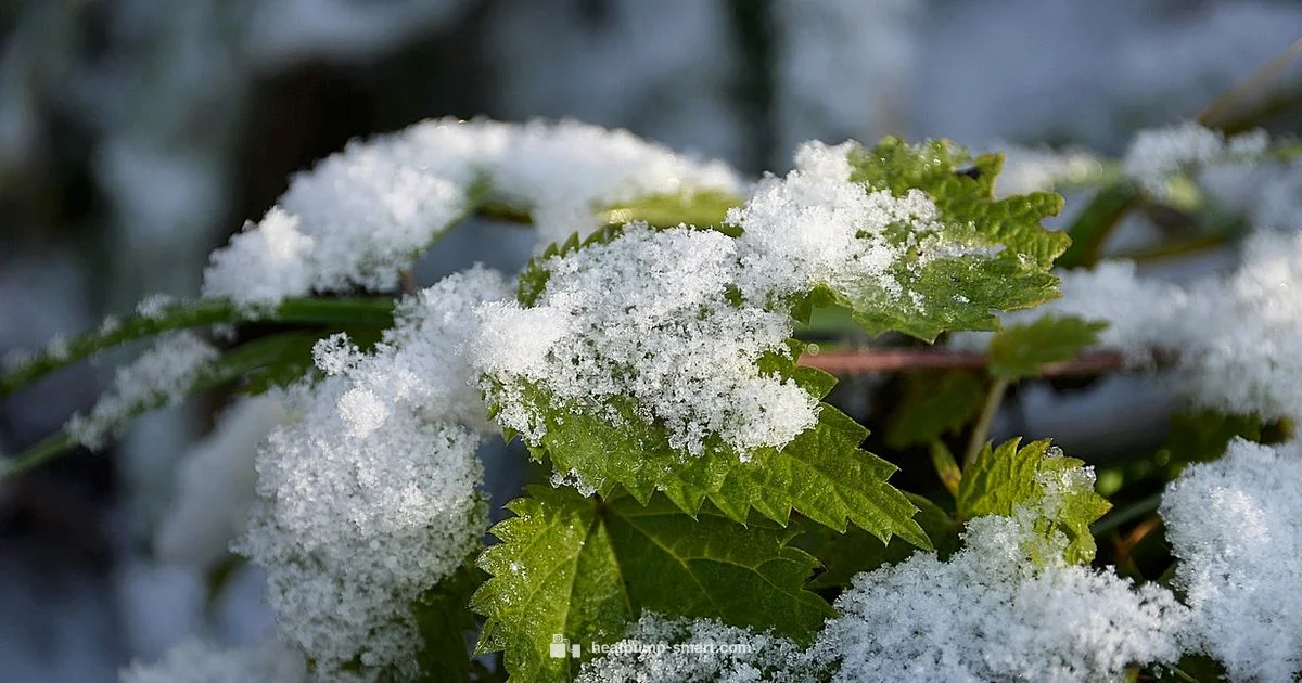 Snow Ready Heat Pump - Heatpump Smart
